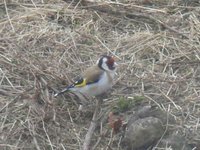 Stillits (Carduelis carduelis)