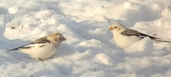 Snøspurv (Plectrophenax nivalis)