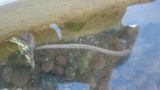 Slimåler (Myxini)