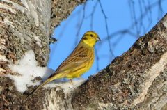 Gulspurv (Emberiza citrinella)