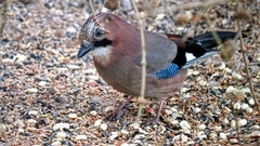 Nøtteskrike (Garrulus glandarius)