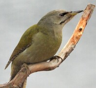 Gråspett (Picus canus)