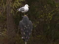 Fiskemåke (Larus canus)