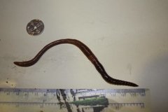 Stormeitemark (Lumbricus terrestris)