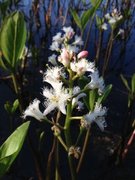 Bukkeblad (Menyanthes trifoliata)