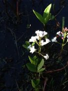 Bukkeblad (Menyanthes trifoliata)