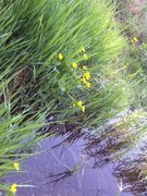 Bekkeblom (Caltha palustris)