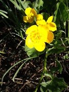 Bekkeblom (Caltha palustris)