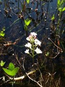 Bukkeblad (Menyanthes trifoliata)