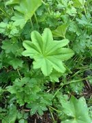 Marikåpe (Alchemilla sp.)