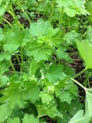 Marikåpe (Alchemilla sp.)