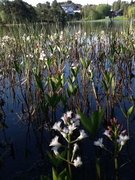 Bukkeblad (Menyanthes trifoliata)