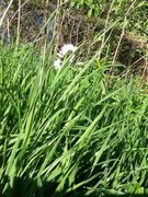 Engkarse (Cardamine pratensis)