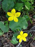 Bekkeblom (Caltha palustris)