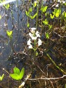 Bukkeblad (Menyanthes trifoliata)