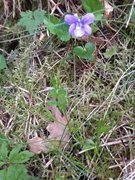 Skogfiol (Viola riviniana)