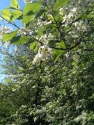 Hegg (Prunus padus)