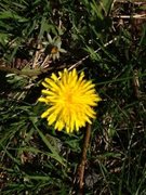 Løvetannslekta (Taraxacum)