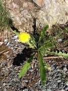 Løvetannslekta (Taraxacum)