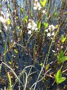 Bukkeblad (Menyanthes trifoliata)