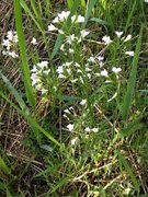 Engkarse (Cardamine pratensis)