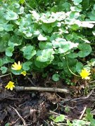 Vårkål (Ranunculus ficaria)