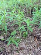 Geitrams (Epilobium angustifolium)