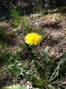 Løvetannslekta (Taraxacum)