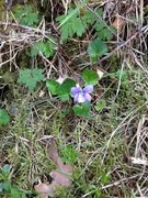 Skogfiol (Viola riviniana)