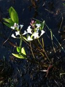 Bukkeblad (Menyanthes trifoliata)