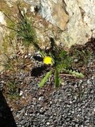 Løvetannslekta (Taraxacum)