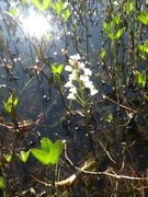 Bukkeblad (Menyanthes trifoliata)