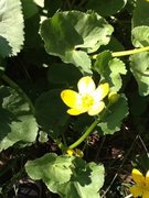 Bekkeblom (Caltha palustris)