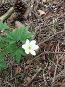 Hvitveis (Anemone nemorosa)