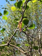 Svartor (Alnus glutinosa)