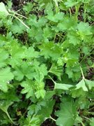 Marikåpe (Alchemilla sp.)