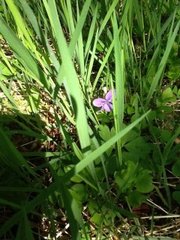 Skogfiol (Viola riviniana)