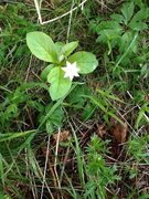 Skogstjerne (Trientalis europaea)