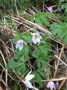 Hvitveis (Anemone nemorosa)