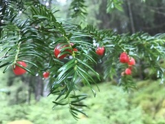 Barlind (Taxus baccata)