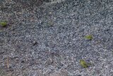 Grønnsisik (Carduelis spinus)