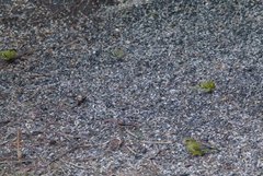 Grønnsisik (Carduelis spinus)