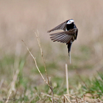 Linerle (Motacilla alba)