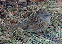 Jernspurv (Prunella modularis)