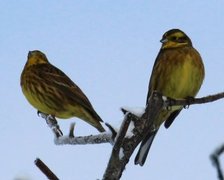 Gulspurv (Emberiza citrinella)