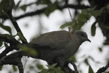 Tyrkerdue (Streptopelia decaocto)