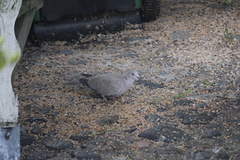 Tyrkerdue (Streptopelia decaocto)