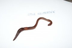 Stormeitemark (Lumbricus terrestris)