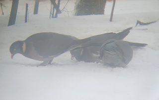 Ringdue (Columba palumbus)