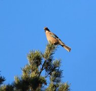 Nøtteskrike (Garrulus glandarius)